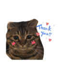 猫のろーずちゃん（個別スタンプ：10）
