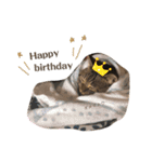 猫のろーずちゃん（個別スタンプ：11）