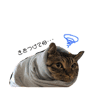 猫のろーずちゃん（個別スタンプ：12）