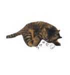 猫のろーずちゃん（個別スタンプ：13）