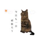 猫のろーずちゃん（個別スタンプ：14）