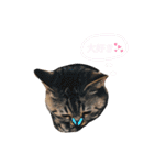 猫のろーずちゃん（個別スタンプ：16）