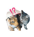 猫のろーずちゃん（個別スタンプ：19）