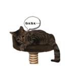 猫のろーずちゃん（個別スタンプ：20）
