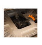 猫のろーずちゃん（個別スタンプ：22）