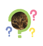 猫のろーずちゃん（個別スタンプ：23）