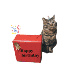 猫のろーずちゃん（個別スタンプ：25）
