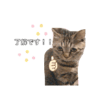 猫のろーずちゃん（個別スタンプ：26）
