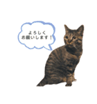 猫のろーずちゃん（個別スタンプ：30）