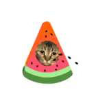 猫のろーずちゃん（個別スタンプ：31）