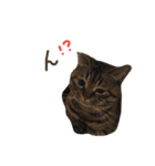 猫のろーずちゃん（個別スタンプ：32）