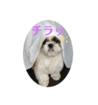 シーズー犬 パンナ（個別スタンプ：1）