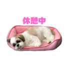 シーズー犬 パンナ（個別スタンプ：2）