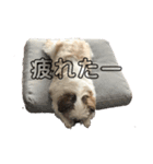 シーズー犬 パンナ（個別スタンプ：3）