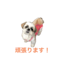 シーズー犬 パンナ（個別スタンプ：5）