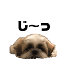 シーズー犬 パンナ（個別スタンプ：6）