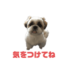シーズー犬 パンナ（個別スタンプ：7）