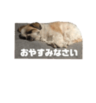 シーズー犬 パンナ（個別スタンプ：8）