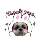 シーズー犬 パンナ（個別スタンプ：9）