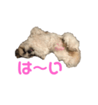 シーズー犬 パンナ（個別スタンプ：10）