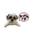 シーズー犬 パンナ（個別スタンプ：11）