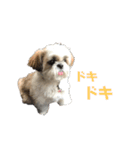 シーズー犬 パンナ（個別スタンプ：12）