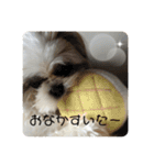 シーズー犬 パンナ（個別スタンプ：13）