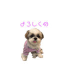 シーズー犬 パンナ（個別スタンプ：14）