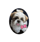 シーズー犬 パンナ（個別スタンプ：15）