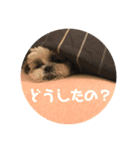 シーズー犬 パンナ（個別スタンプ：16）