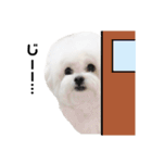 みるちゃん日常スタンプ①（個別スタンプ：12）