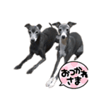 イタグレ！！ラオ＆祭の日常（個別スタンプ：7）
