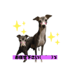 イタグレ！！ラオ＆祭の日常（個別スタンプ：12）