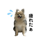 ポメラニアンのきなこ☆（個別スタンプ：1）