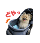 ポメラニアンのきなこ☆（個別スタンプ：2）