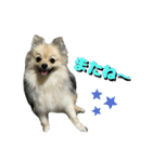 ポメラニアンのきなこ☆（個別スタンプ：6）