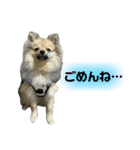 ポメラニアンのきなこ☆（個別スタンプ：7）