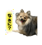 ポメラニアンのきなこ☆（個別スタンプ：8）