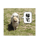 ポメラニアンのきなこ☆（個別スタンプ：9）