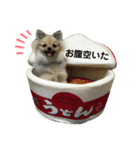 ポメラニアンのきなこ☆（個別スタンプ：10）
