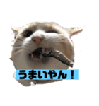 うちのカリンさん4（個別スタンプ：1）