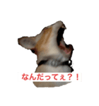 うちのカリンさん4（個別スタンプ：2）