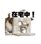 うちのカリンさん4（個別スタンプ：3）