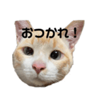 うちのカリンさん4（個別スタンプ：8）