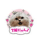 可愛い猫の実写スタンプ（個別スタンプ：1）