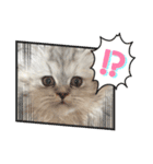 可愛い猫の実写スタンプ（個別スタンプ：3）