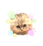 可愛い猫の実写スタンプ（個別スタンプ：10）