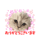 可愛い猫の実写スタンプ（個別スタンプ：11）