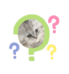 可愛い猫の実写スタンプ（個別スタンプ：12）