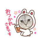 可愛い猫の実写スタンプ（個別スタンプ：15）